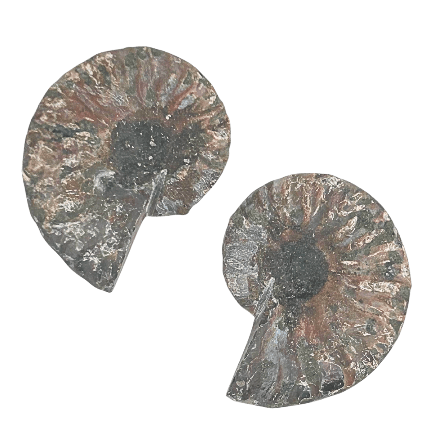 Ammonite Pair #8