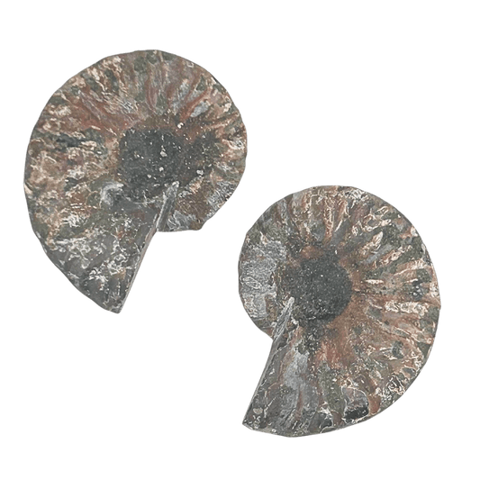 Ammonite Pair #8